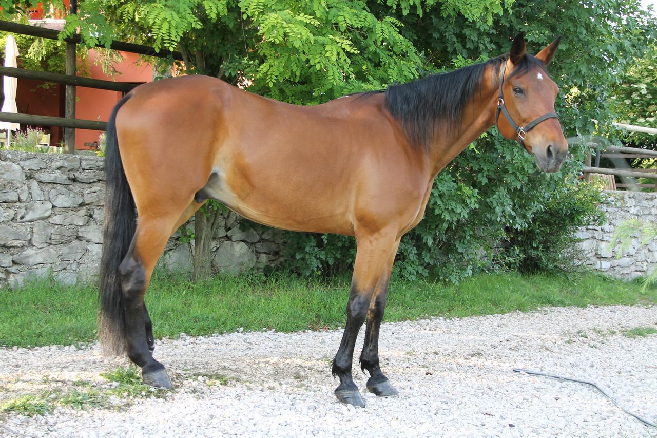 Allegra Fattoria Malchina Exteriör bild